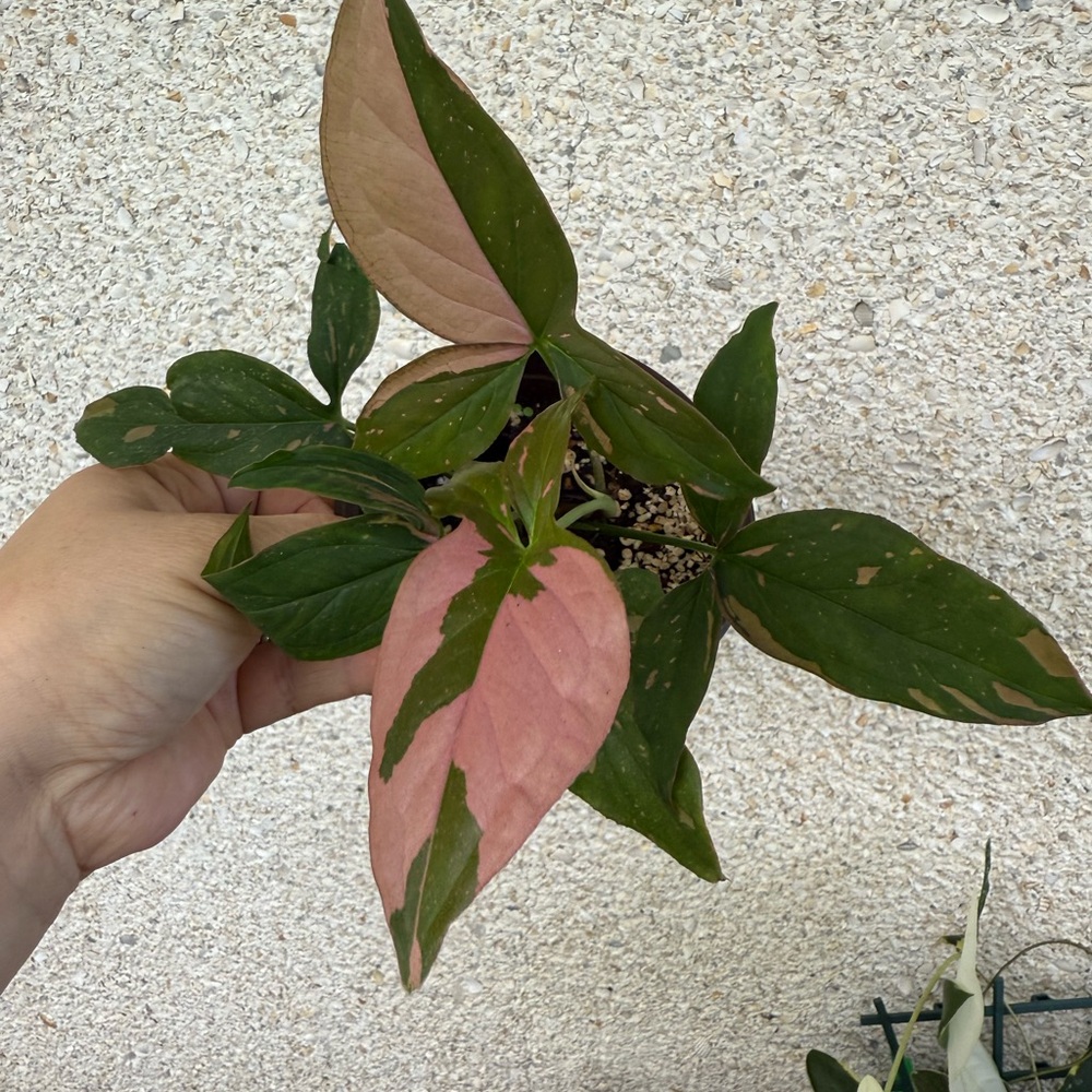 SYNGONIUM PINK SPLASH
